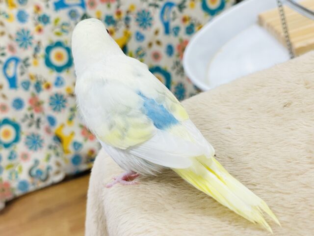 【最新画像】ふんわり可愛いパステルカラー🩵🤍💛セキセイインコ(パステル系)ヒナ セキセイインコ