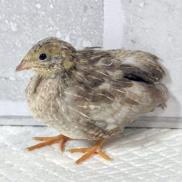 ヒメウズラ 色変わり 3羽 🐤🐤🐦 ヒメウズラ