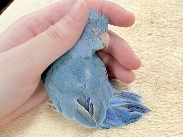 【最近画像】ちびっこ怪獣やってきたよ💙マメルリハ（コバルト）