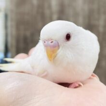 【最新画像】麗しき赤い瞳と純白ボディ☁️🪽❤️🌹セキセイインコ(アルビノ)ヒナ
