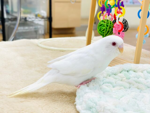 セキセイインコ