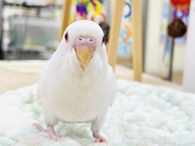 セキセイインコ