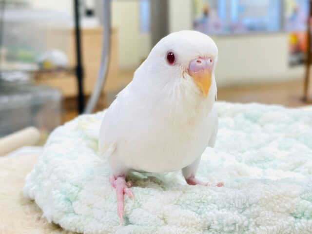 セキセイインコ