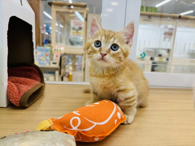 マンチカン