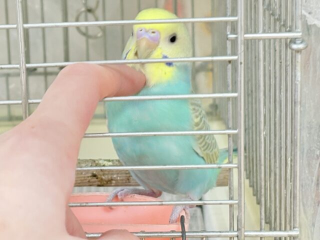 セキセイインコ