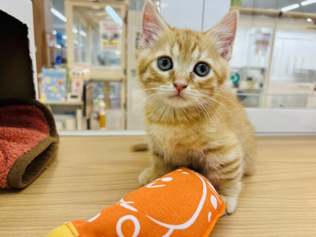 マンチカン