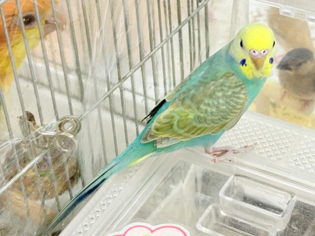 セキセイインコ