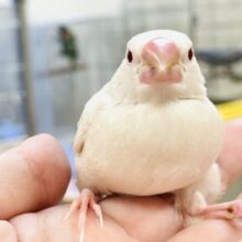 【最新画像】宝石のような赤いおめめが美しすぎます❤️シルバーイノ文鳥（ヒナ）