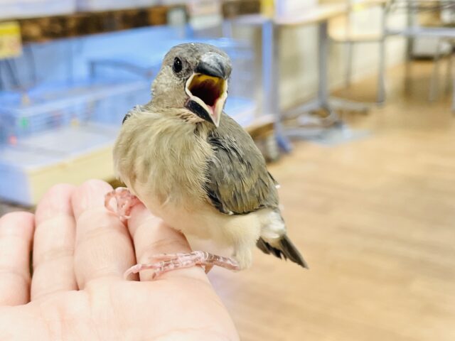 【最新画像★ひな餌卒業】大人の階段登る〜🎶桜文鳥ちゃん 桜文鳥