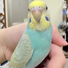 【最新画像】元気いっぱい🏃‍♀️走っちゃうよ✨セキセイインコ（パステルレインボー）