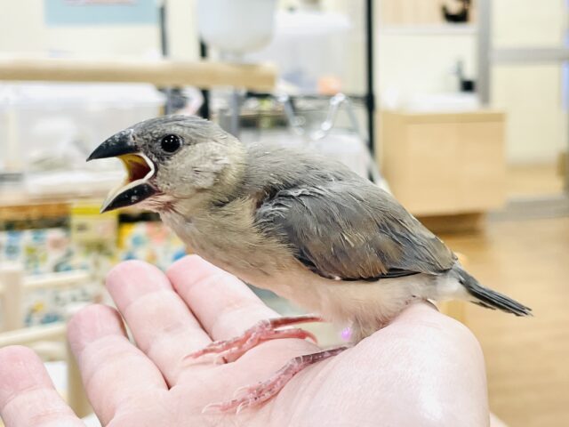 【最新画像★ひな餌卒業】大人の階段登る〜🎶桜文鳥ちゃん 桜文鳥