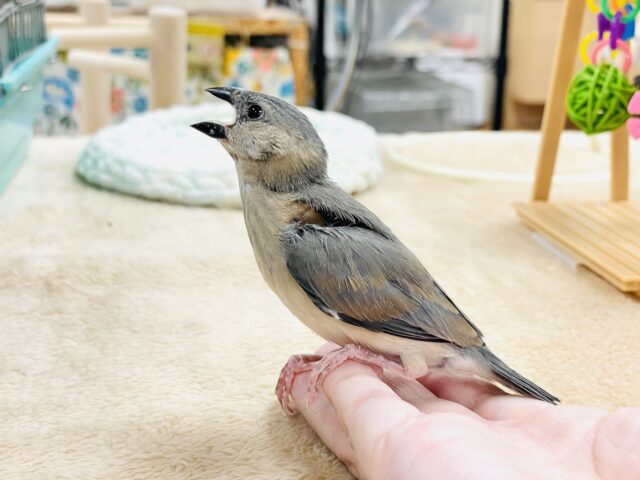 【最新画像★ひな餌卒業】大人の階段登る〜🎶桜文鳥ちゃん 桜文鳥