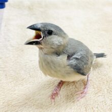 【最新画像】元気いっぱい！目指すはペンギンさん🐧桜文鳥(ヒナ)