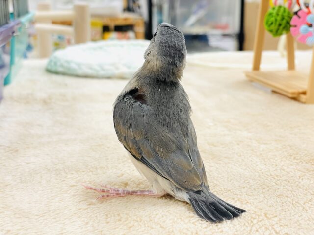 【最新画像★ひな餌卒業】大人の階段登る〜🎶桜文鳥ちゃん 桜文鳥