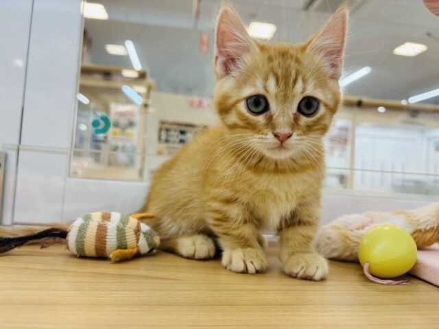 マンチカン