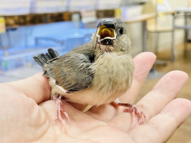 【最新画像★ひな餌卒業】大人の階段登る〜🎶桜文鳥ちゃん 桜文鳥