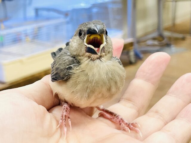 【最新画像★ひな餌卒業】大人の階段登る〜🎶桜文鳥ちゃん 桜文鳥