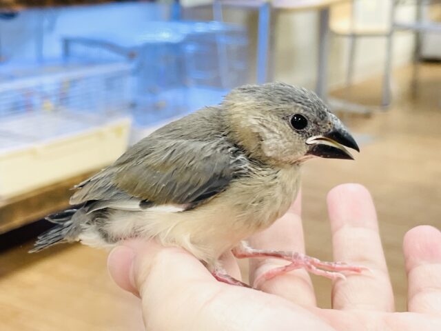 【最新画像★ひな餌卒業】大人の階段登る〜🎶桜文鳥ちゃん 桜文鳥