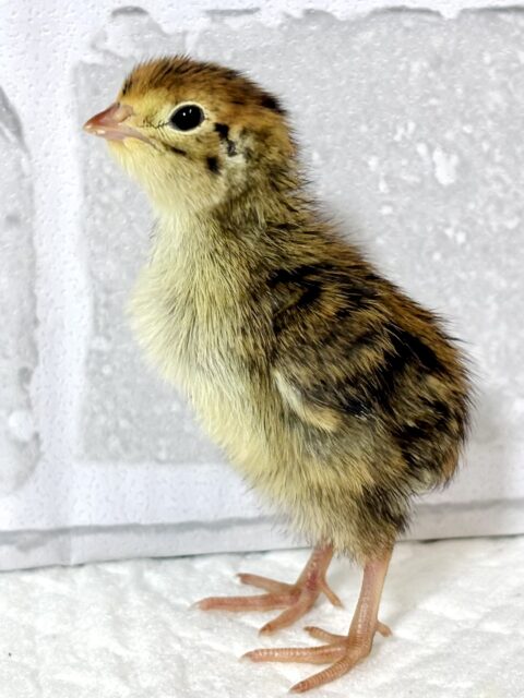 並ウズラ