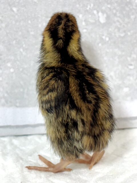並ウズラ