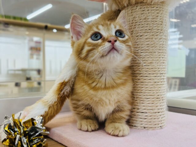 マンチカン