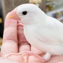 【最新画像】裸ん坊のヒナヒナちゃん🤍白文鳥（ヒナ）