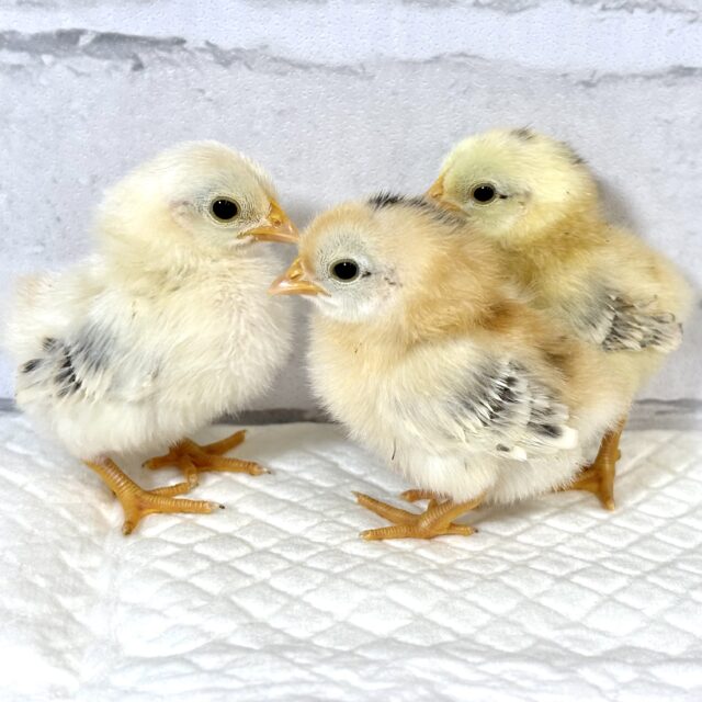 セラマ ひよこ 🐥🐥🐥