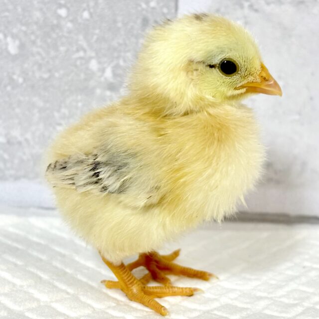 セラマ ひよこ 🐥🐥🐥
