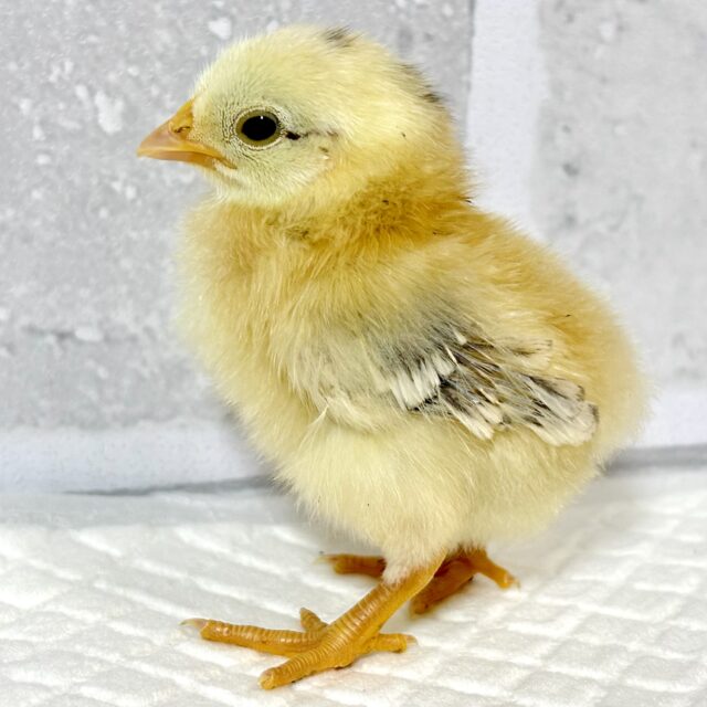 ひよこ　⭐︎低価格 セラマ ひよこ 🐥🐥🐥