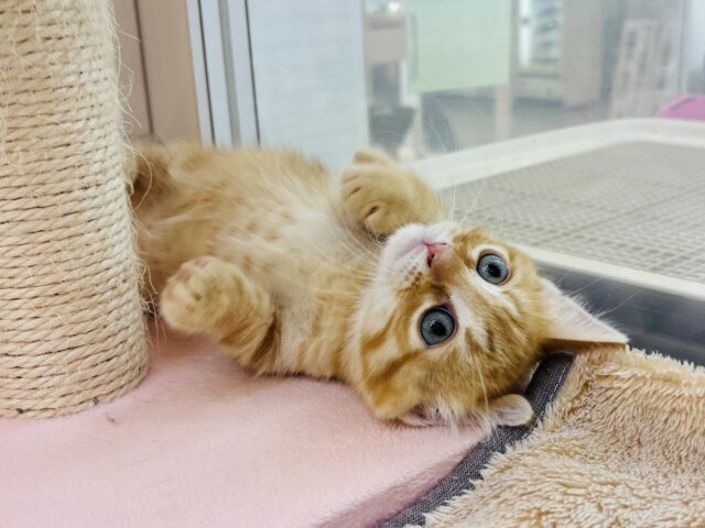 マンチカン