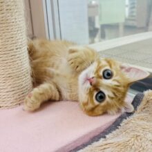 モジモジ恥ずかしいけど…甘ったれなの♡マンチカンくん！