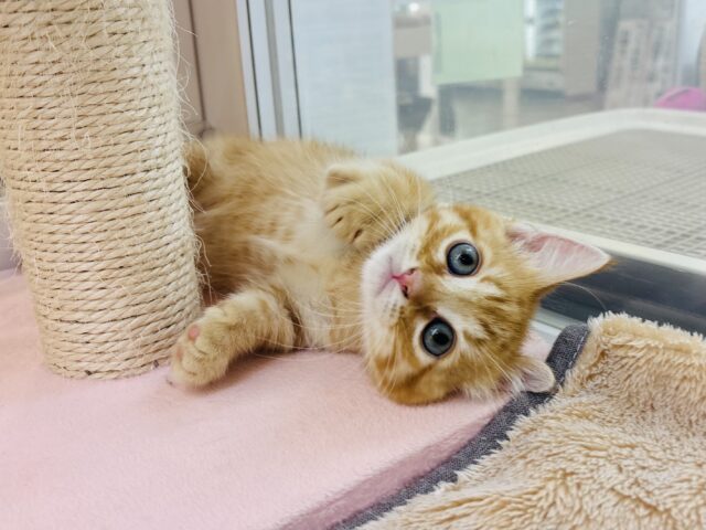 モジモジ恥ずかしいけど…甘ったれなの♡マンチカンくん！