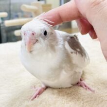 【最新画像】どきどきでいっぱい🤍オカメインコ（ホワイトフェイスシナモンパイド）ヒナ