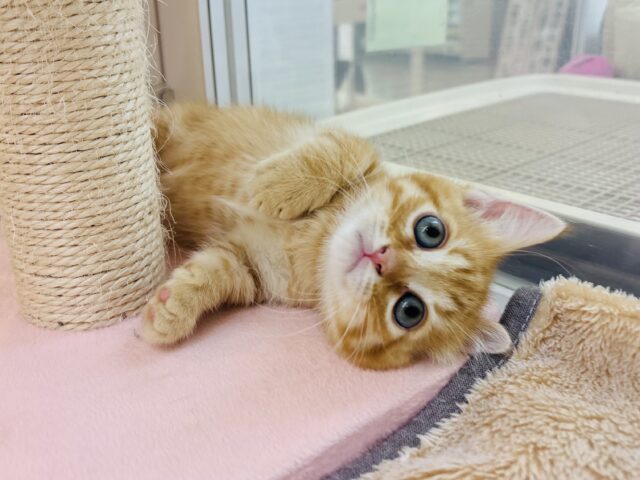 マンチカン