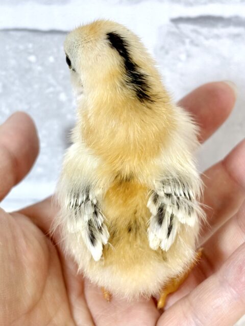 セラマ