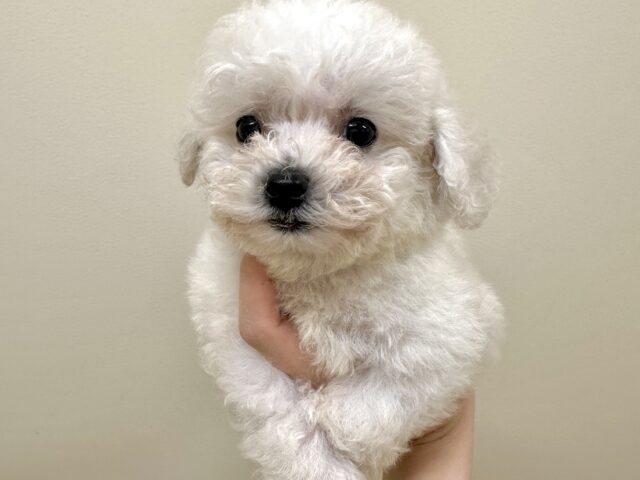ひつじじゃないよ🤍🐑モコモコビションくん