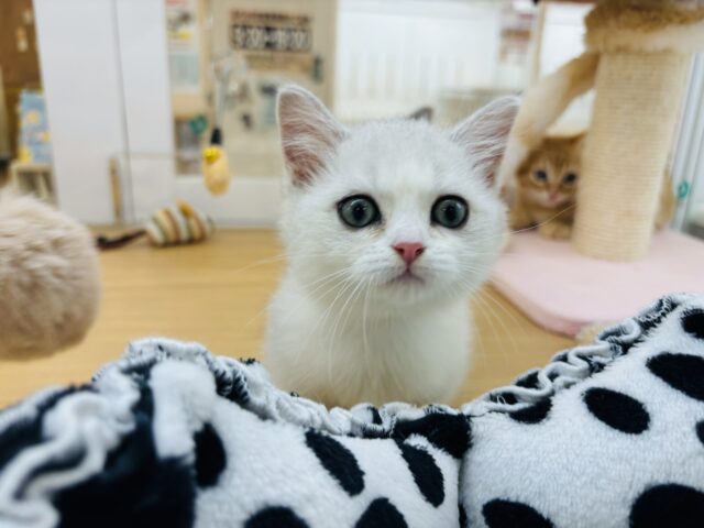 ミヌエット