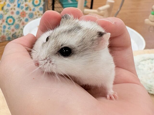 またまた登場‼️レアだよ✨️チャイニーズハムスター❣️(女の子) チャイニーズハムスター