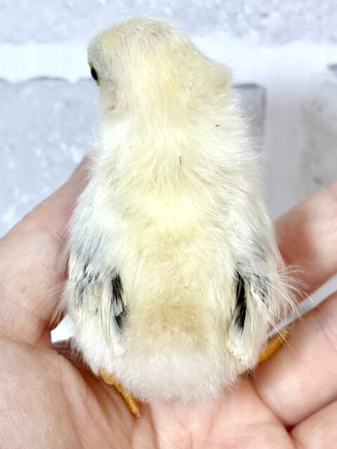 セラマ