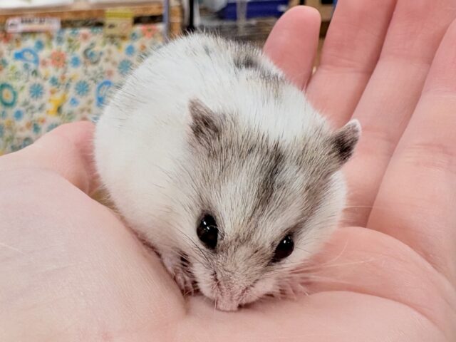またまた登場‼️レアだよ✨️チャイニーズハムスター❣️(女の子) チャイニーズハムスター