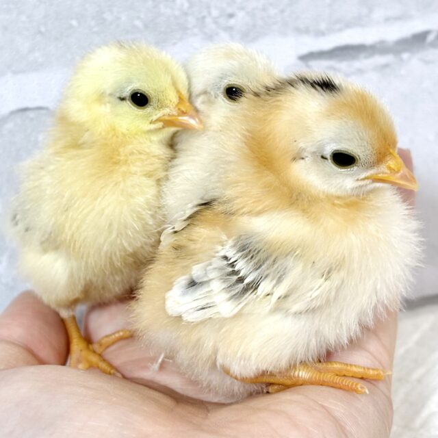 セラマ 中ビナ 🐥🐥🐥