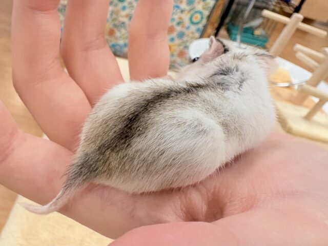 またまた登場‼️レアだよ✨️チャイニーズハムスター❣️(女の子) チャイニーズハムスター