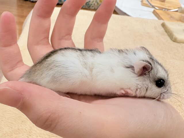 またまた登場‼️レアだよ✨️チャイニーズハムスター❣️(女の子) チャイニーズハムスター