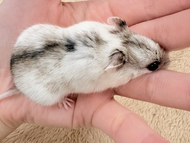 またまた登場‼️レアだよ✨️チャイニーズハムスター❣️(女の子) チャイニーズハムスター