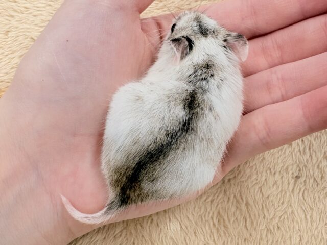 またまた登場‼️レアだよ✨️チャイニーズハムスター❣️(女の子) チャイニーズハムスター