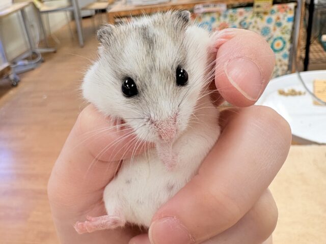 またまた登場‼️レアだよ✨️チャイニーズハムスター❣️(女の子) チャイニーズハムスター