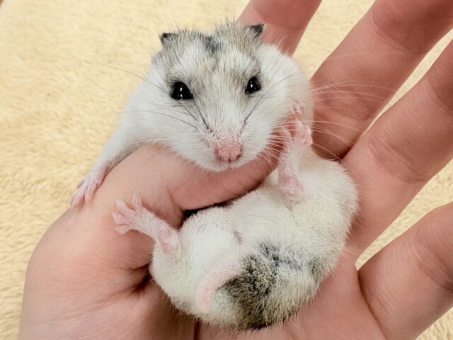 またまた登場‼️レアだよ✨️チャイニーズハムスター❣️(女の子) チャイニーズハムスター