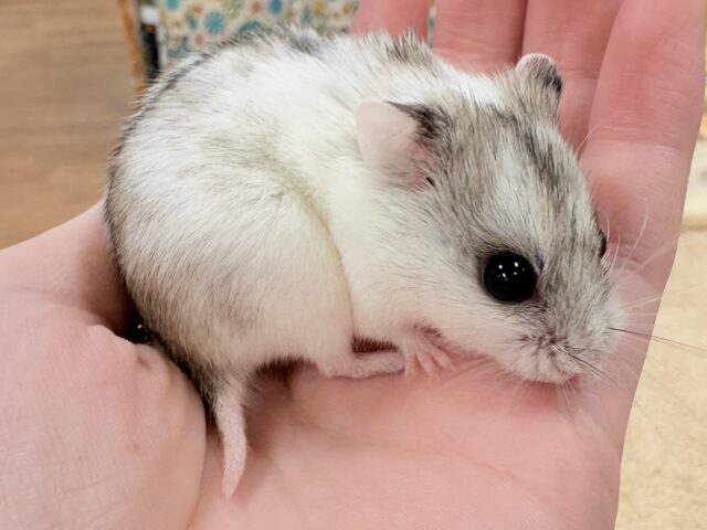 またまた登場‼️レアだよ✨️チャイニーズハムスター❣️(女の子) チャイニーズハムスター