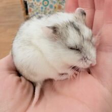 またまた登場‼️レアだよ✨️チャイニーズハムスター❣️(女の子) またまた登場‼️レアだよ✨️チャイニーズハムスター❣️(女の子)