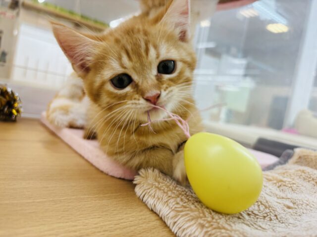 マンチカン